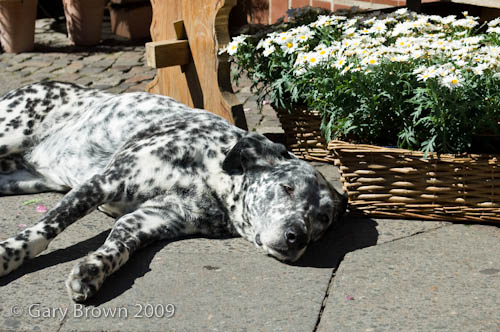 LazyDogBerlin