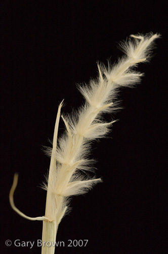 lasiurus scind