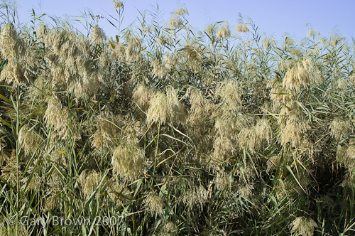 phrag australis