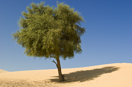 Prosopis cin