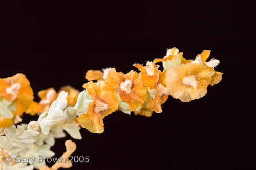 sals rubescens