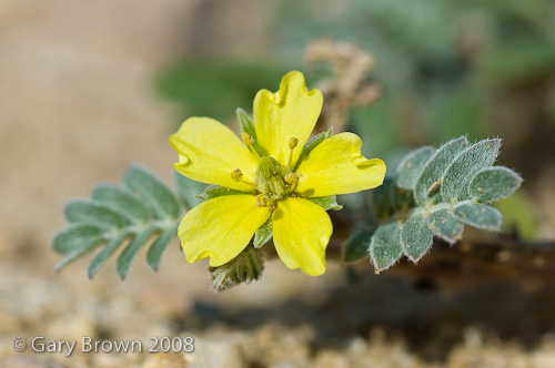 Tribulus pentandrus