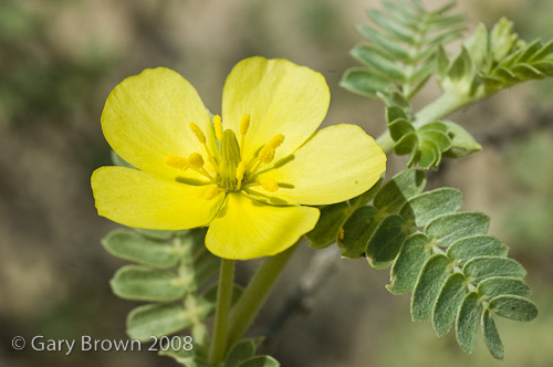 Tribulus arabicus