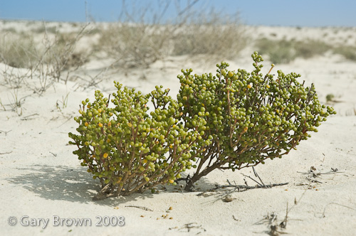 zyg qat