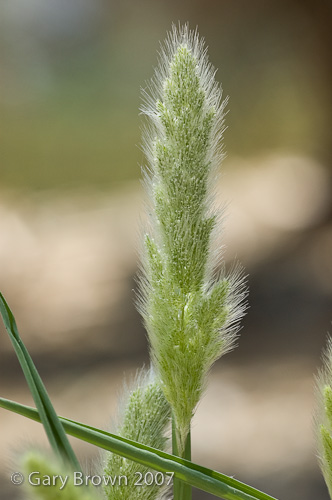 Polypogon monspeliensis