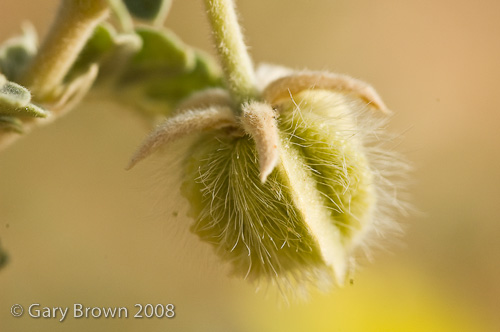 tribulus 