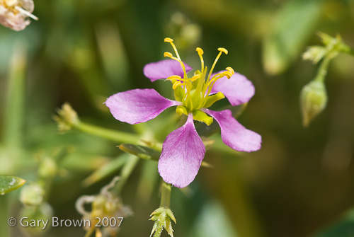 fago indica