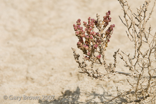 hal perfoliata