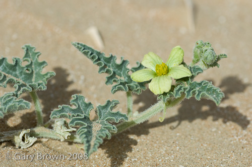 Citrullus - flower