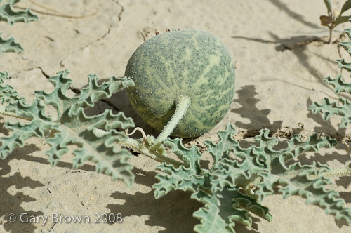 Citrullus - fruit