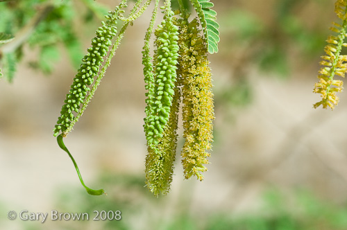 Prosopis juliflora