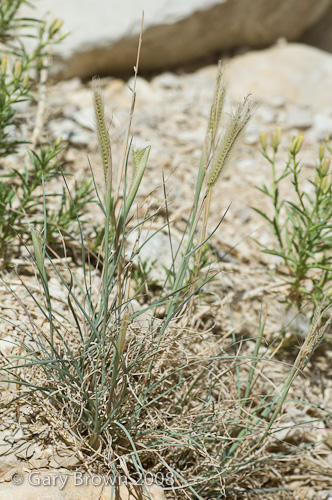 tetrapogon villosus