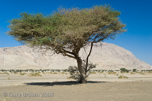 acacia tort