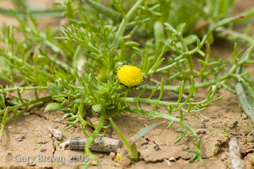 matri aurea