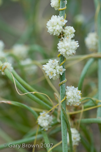 cuscuta planiflora
