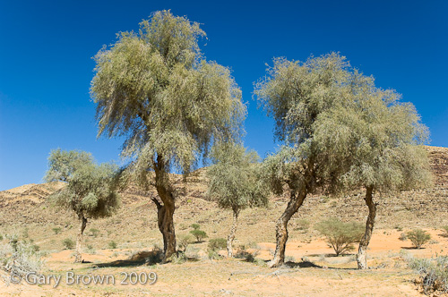 prosopis cin