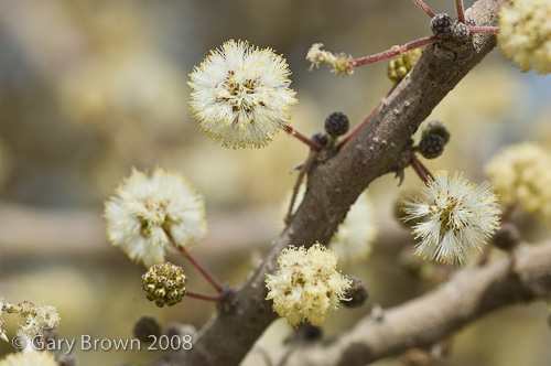 acacia tortilis
