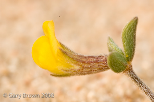 lotus halophilus