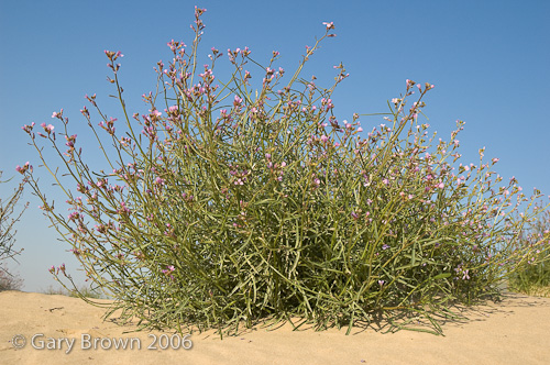 cakile arabica
