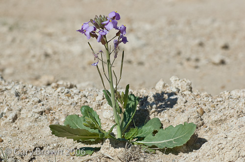 diplo acris