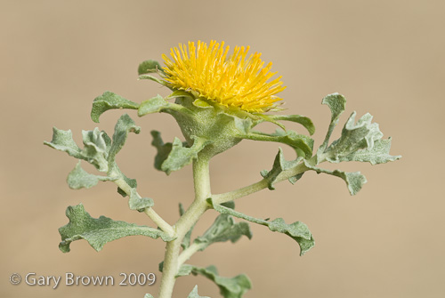 anvillea