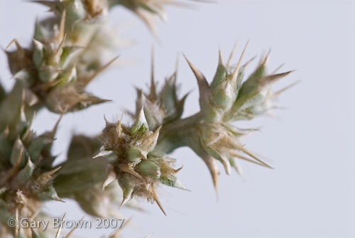 corn aucheri