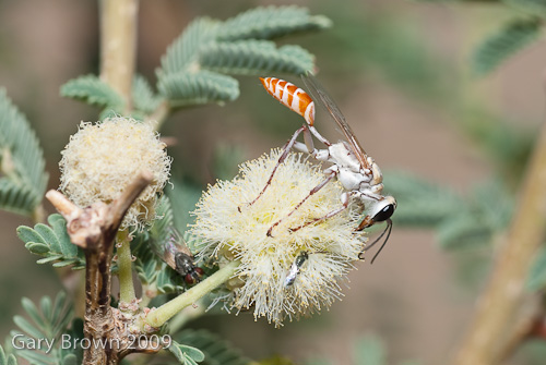 Acacia pachy