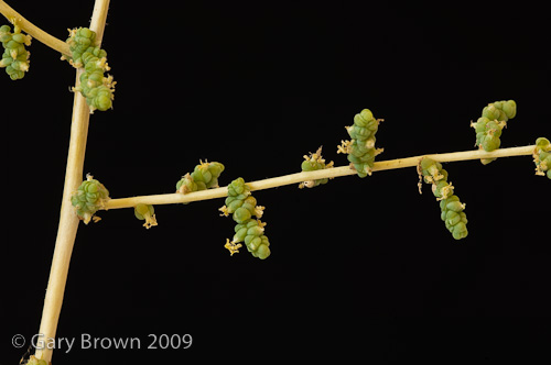 sals imbricata