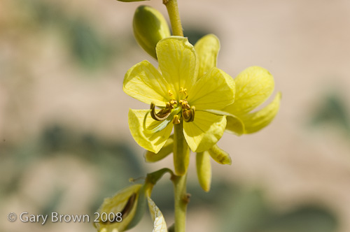 senna italica