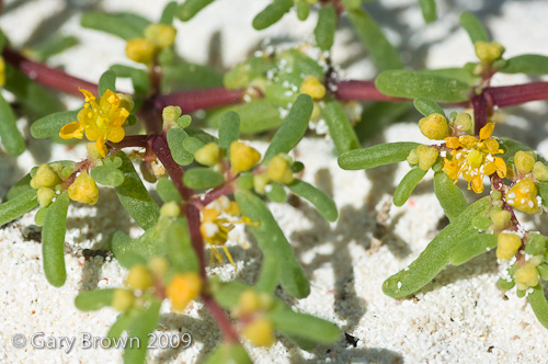zygophyllum simplex