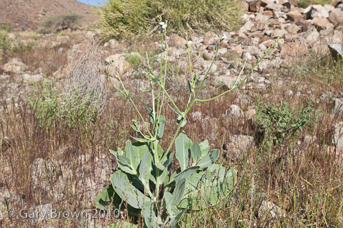 physo chamae