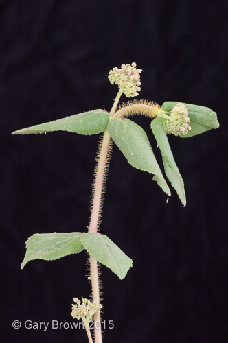 Euphorbia hirta