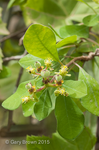 Euphorbia smithii, Dhofar, Oman