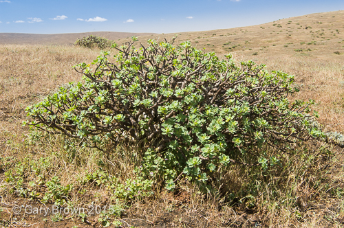 Euphorbia balsamifera