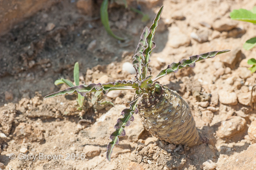 Euphorbia hadramautica