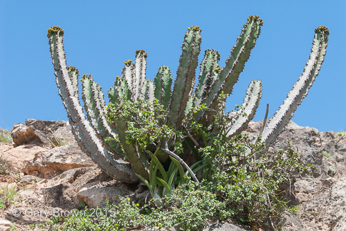 Euphorbia cactus
