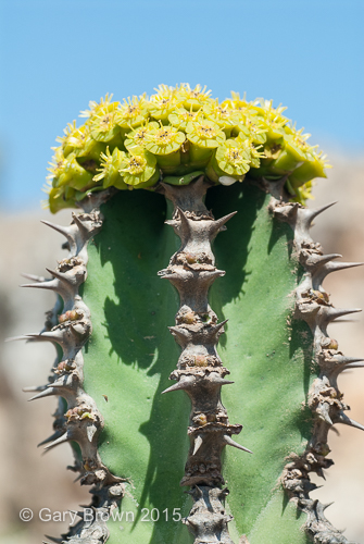 Euphorbia cactus