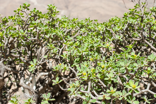 Euphorbia balsamifera