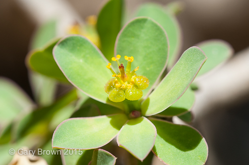Euphorbia balsamifera