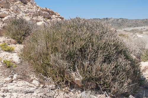 Euphorbia masirahensis