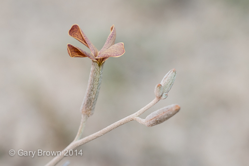 Farsetia aegyptia