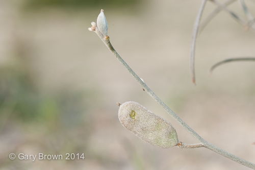 Farsetia aegyptia