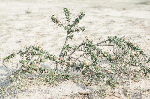Astragalus spinosus