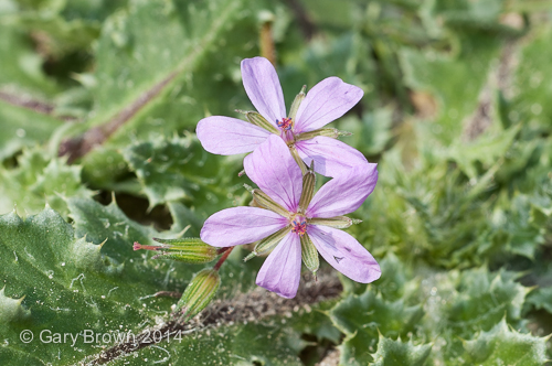 Erodium ciconium