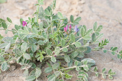 Astragalus annularis