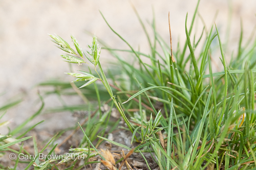 Schismus arabicus