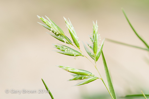 Schismus arabicus