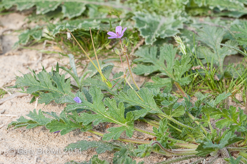 Erodium ciconium