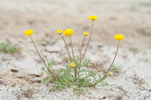 Aaronsohnia factorovskyi