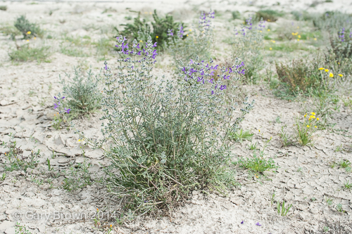 Salvia lanigera